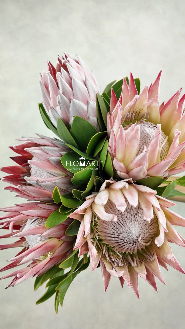 Protea Cynaroides (king)