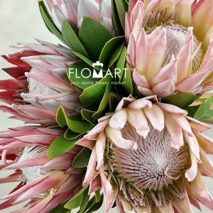Protea Cynaroides (king) - Image 2