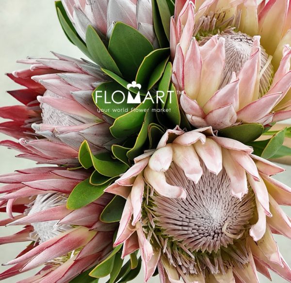 Protea Cynaroides (king)