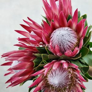 Protea King Madiba