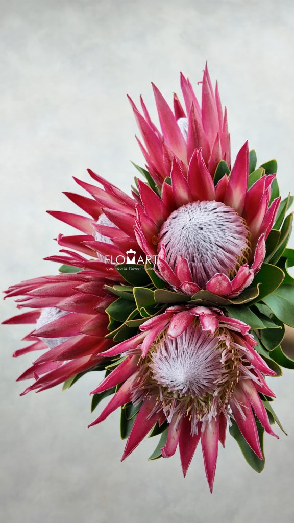 Protea King Madiba