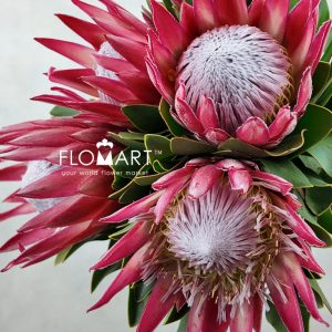 Protea King Madiba - Image 2