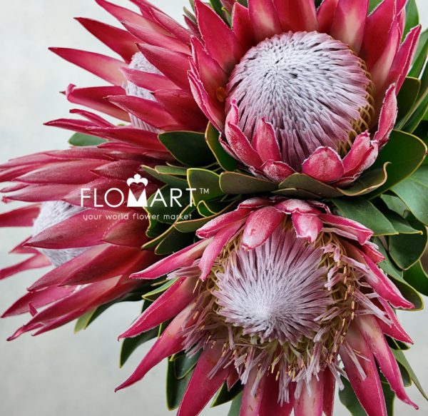Protea King Madiba