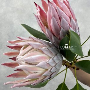 Protea King Pink
