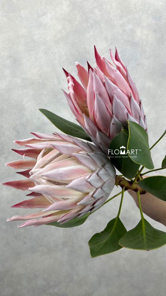 Protea King Pink