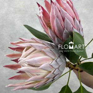 Protea King Pink - Image 2