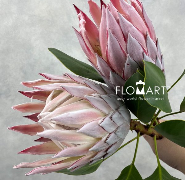 Protea King Pink
