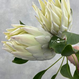 Protea King White