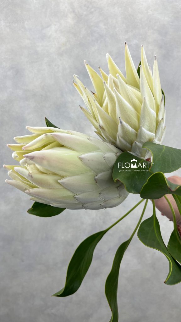 Protea King White