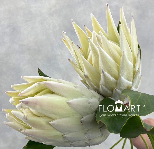 Protea King White