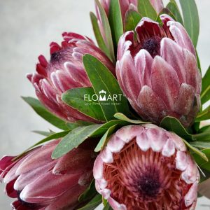 Protea Pink Ice