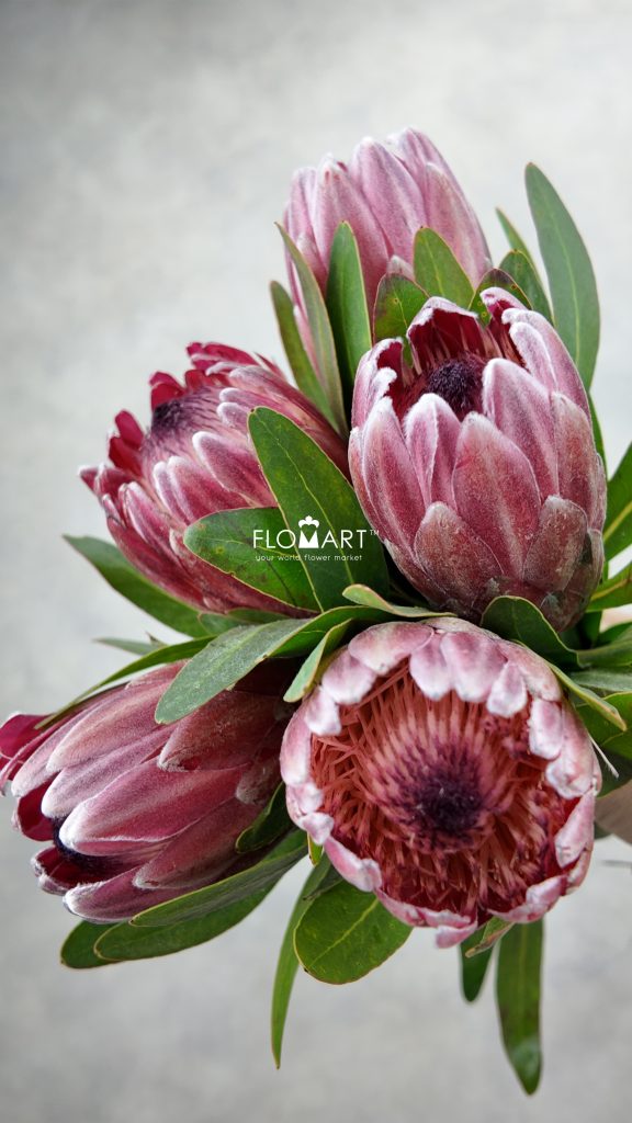 Protea Pink Ice