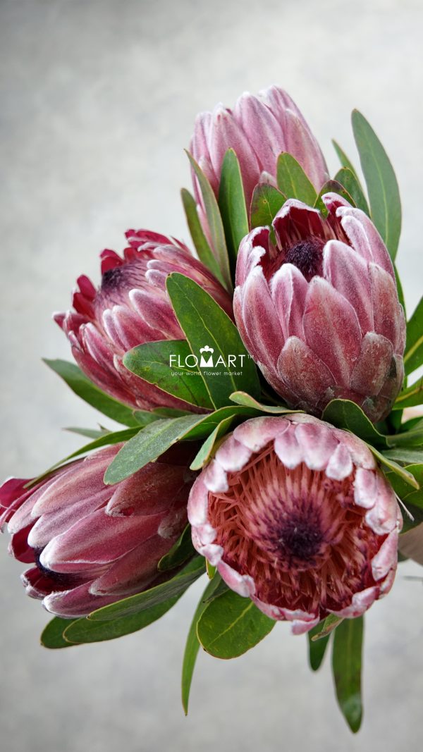 Protea Pink Ice Protea Pink Ice