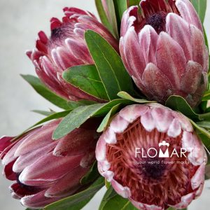 Protea Pink Ice - Image 2