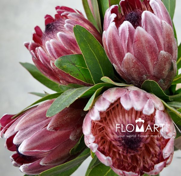 Protea Pink Ice