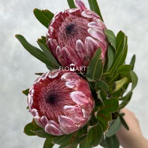 Protea Princess