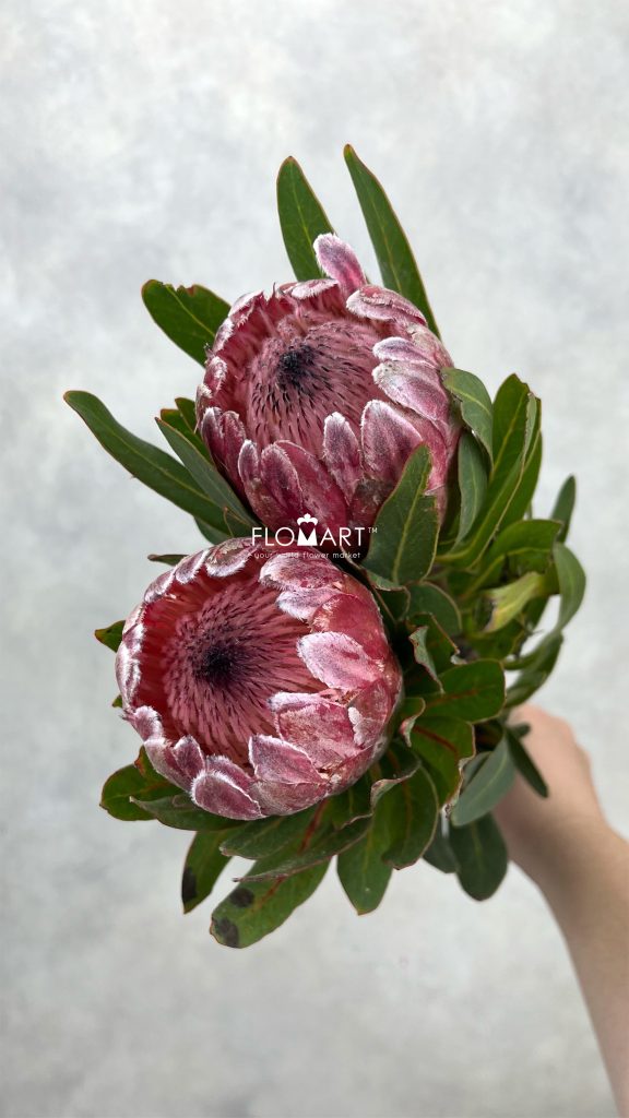 Protea Princess