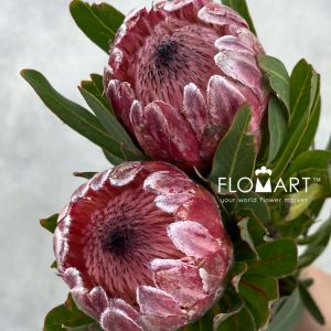 Protea Princess - Image 2