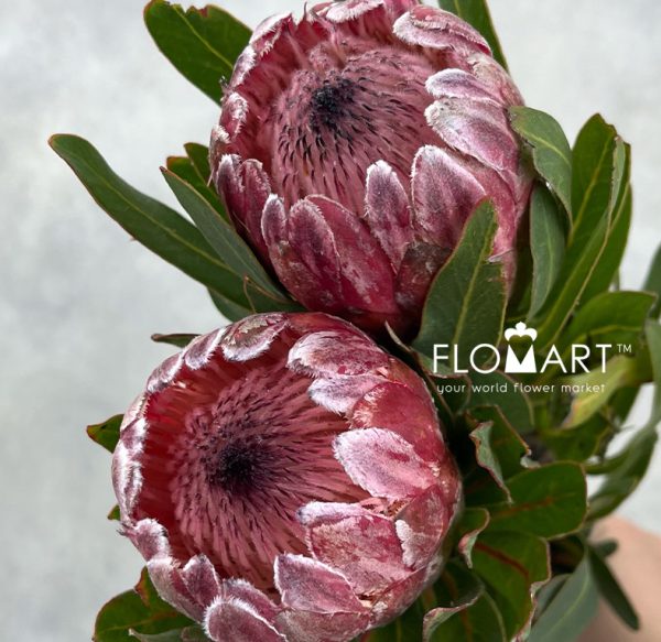 Protea Princess