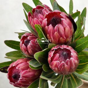 Protea Red Ice