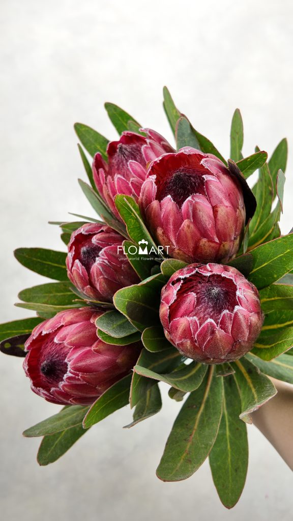 Protea Red Ice