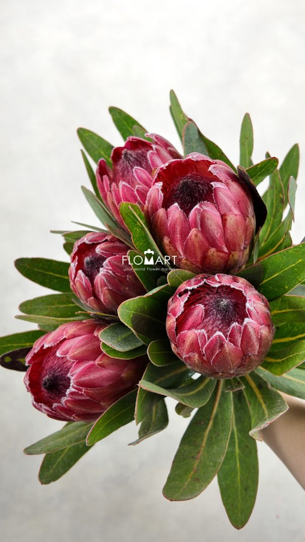 Protea Red Ice