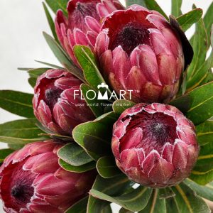Protea Red Ice - Image 2