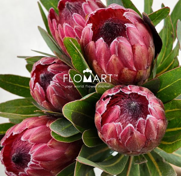 Protea Red Ice