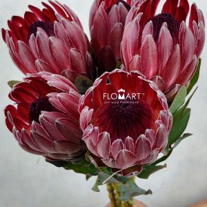 Protea Sharon