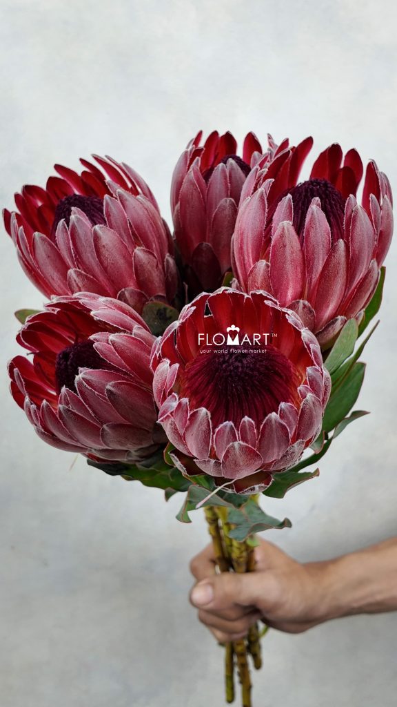 Protea Sharon