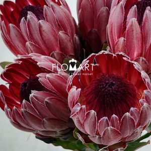 Protea Sharon - Image 2