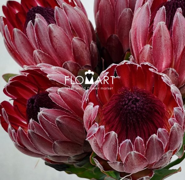 Protea Sharon