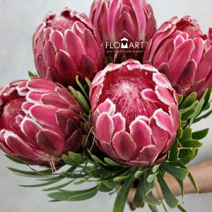 Protea Venus