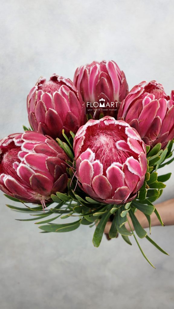 Protea Venus
