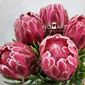 Protea Venus - Image 2