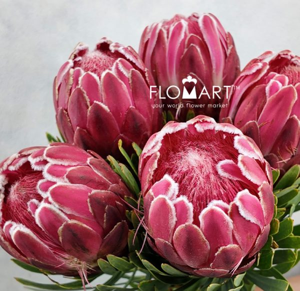 Protea Venus