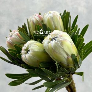 Protea White Night