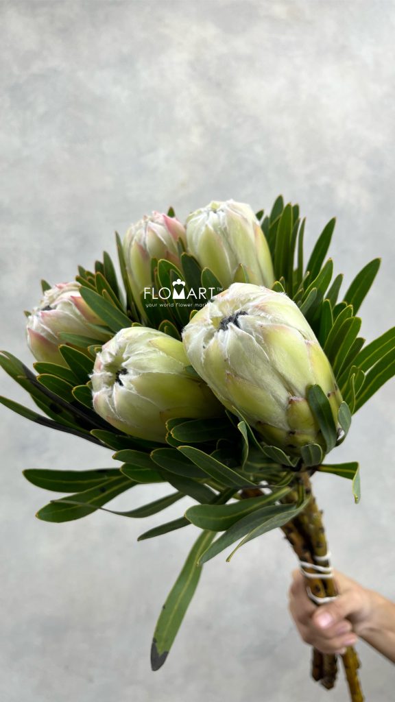 Protea White Night