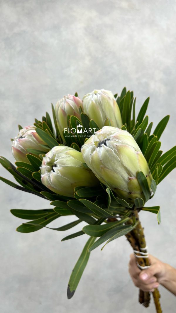 Protea White Night Protea White Night