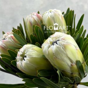 Protea White Night - Image 2