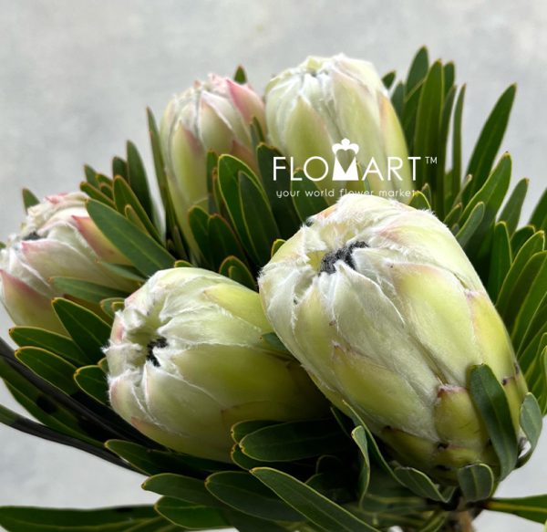 Protea White Night