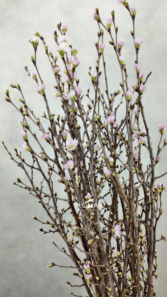 Prunus Keio Sakura
