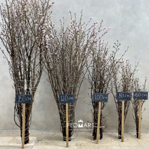 Prunus Keio Sakura - Image 3