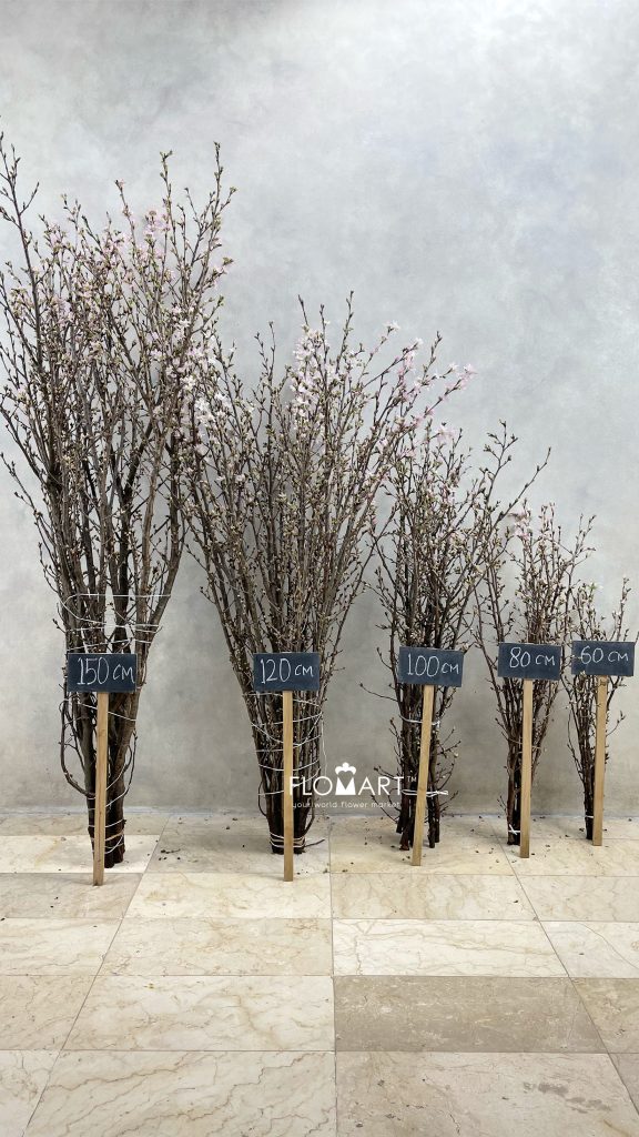 Prunus Keio Sakura