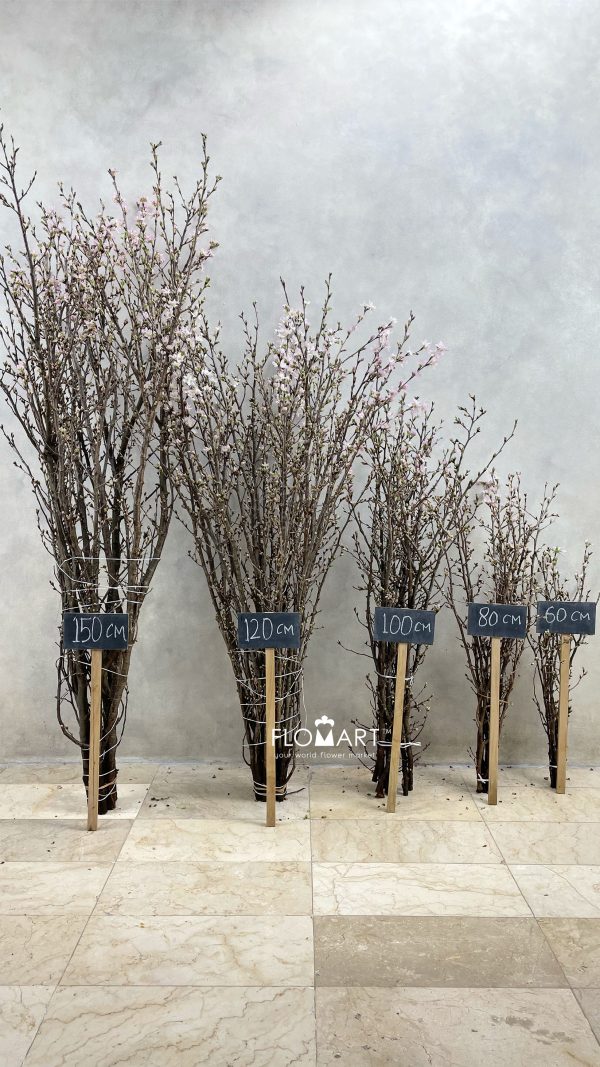 Prunus Keio Sakura