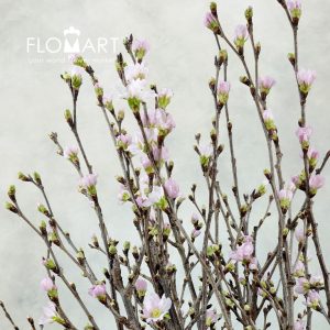 Prunus Keio Sakura - Image 2