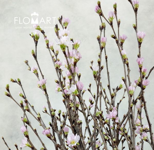 Prunus Keio Sakura