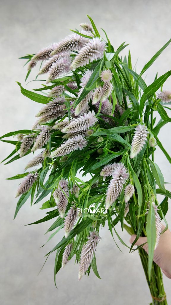 Ptilotus Sun Moon