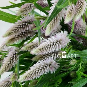 Ptilotus Sun Moon - Image 2