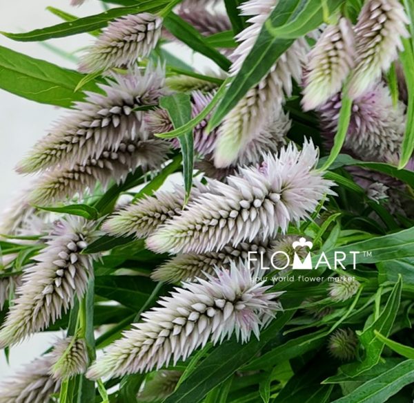 Ptilotus Sun Moon